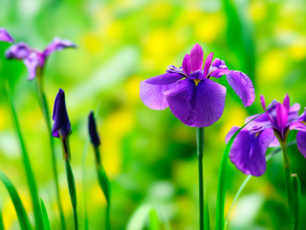 花菖蒲 あやめ 見頃スポット19大阪 京都 兵庫編 花菖蒲と菖蒲の違いも Mama S